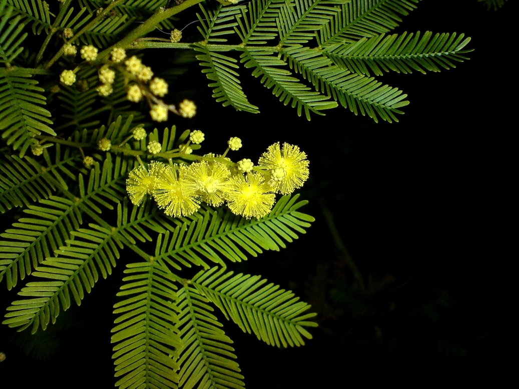 MIMOSA