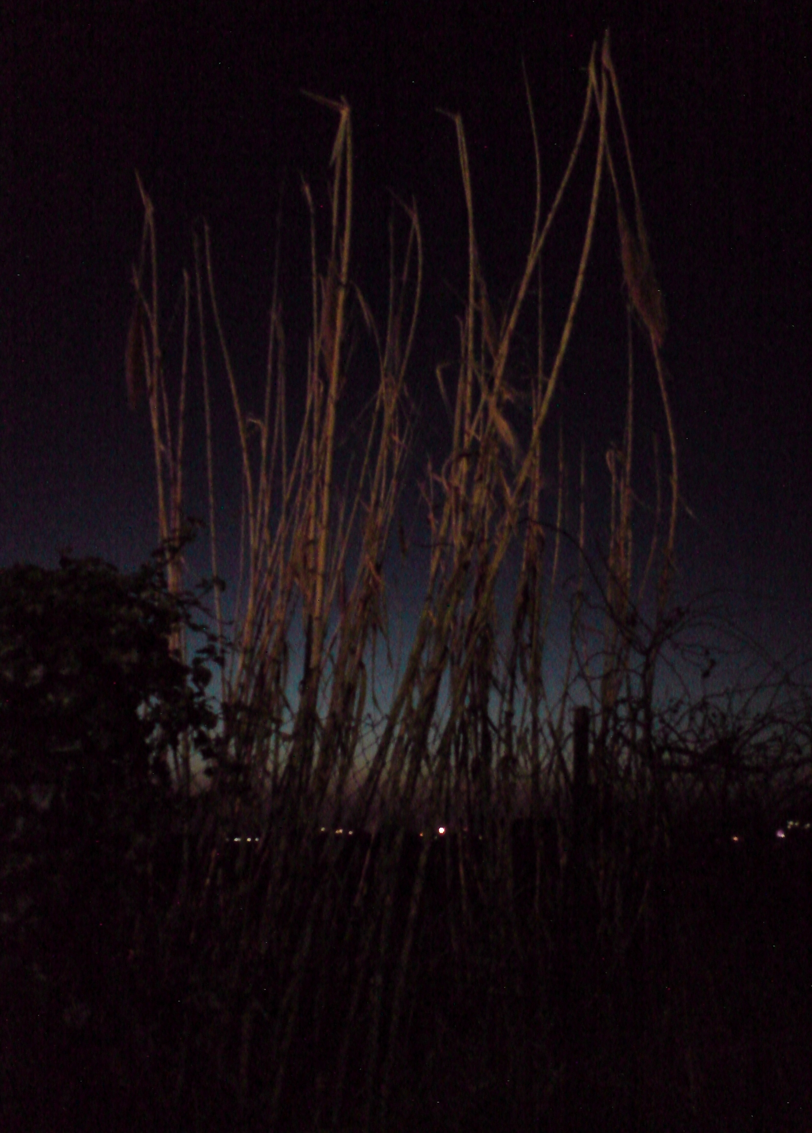 CANNE NEL CHIARORE NOTTURNO